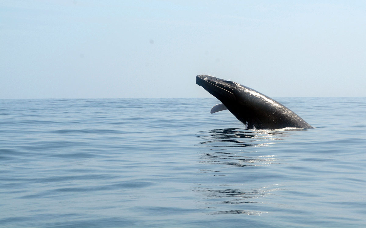 ballena jorobada samana