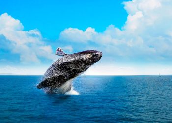 "El 80% de estas ballenas comparte nacionalidad con nosotros, el Estado dominicano”, afirmó De Windt.