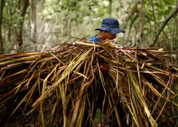 Desatacan que puede convertirse en un "recurso sostenible de nutrición" para alimentar a poblaciones futuras y "mantener la seguridad alimentaria".