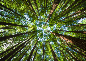 Los principales factores de la degradación forestal son el cambio climático, los cambios en la dieta de la población mundial y las talas. - Fuente externa.
