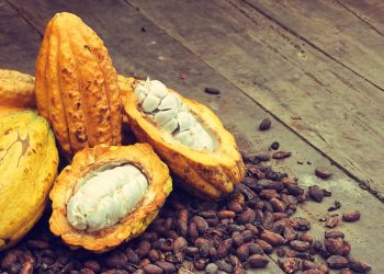 Datos de la Dirección General de Aduanas indican que las exportaciones de cacao alcanzan los US$284.69 millones en los primeros ocho meses de 2025.