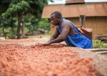 En lo que va de marzo, el precio de esta materia prima clave para algunas economías africanas se ha duplicado.