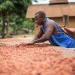 En lo que va de marzo, el precio de esta materia prima clave para algunas economías africanas se ha duplicado.