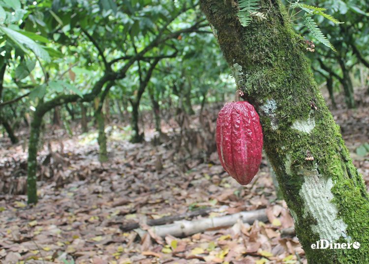 La formalización de préstamos para la producción de cacao cayó -40.5% en 2024. | Lésther Álvarez
