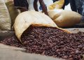 El informe precisa que el cacao es un cultivo con importante vocación exportadora.
