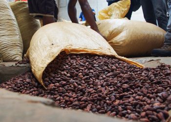 El informe precisa que el cacao es un cultivo con importante vocación exportadora.
