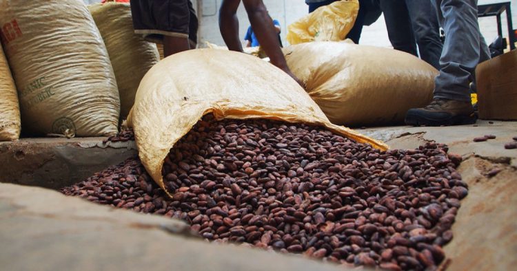 El país exportó 40,267.4 toneladas métricas de cacao en grano, alcanzando un valor de US$368.6 millones.