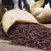 El país exportó 40,267.4 toneladas métricas de cacao en grano, alcanzando un valor de US$368.6 millones.