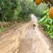 Alrededor del 70% de lo que se produce en el municipio pasa por  este tramo carretero.