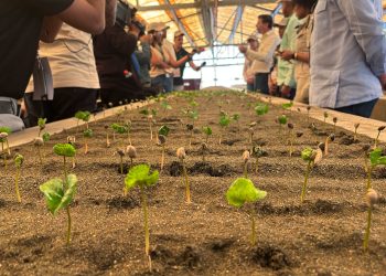Plántulas de café cultivadas en vivero para aumentar la producción.