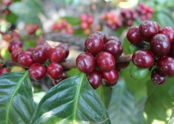 Indocafe explicó que nuevas herramientas tecnológicas y de certificación garantizan que Unión Europea podrá verificar la calidad del café dominicano.