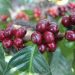 Indocafe explicó que nuevas herramientas tecnológicas y de certificación garantizan que Unión Europea podrá verificar la calidad del café dominicano.