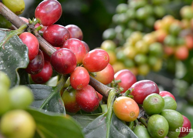 cafe-dominicano-induban