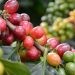 cafe-dominicano-induban