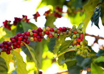 La cosecha de café en 2021-2022 fue 243,978 quintales. - Fuente externa.