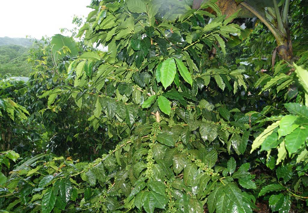 Fermín Núñez destacó que existen 1.6 millones de tareas de cultivos de cafetos.