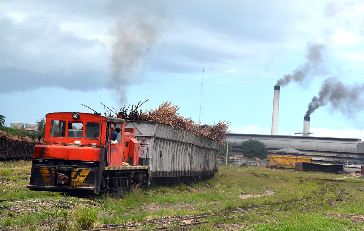 cana produccion azucar transporte
