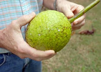 La fruta se considera un alimento antioxidante y bajo en calorías.