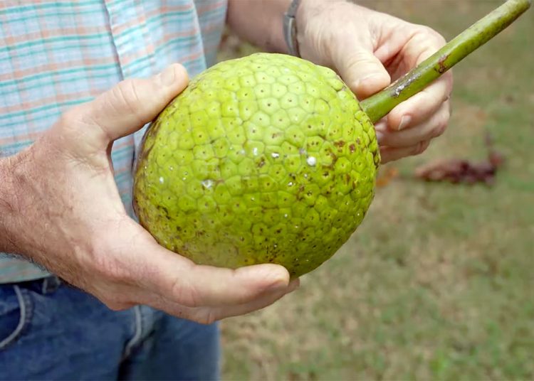 La fruta se considera un alimento antioxidante y bajo en calorías.