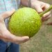 La fruta se considera un alimento antioxidante y bajo en calorías.