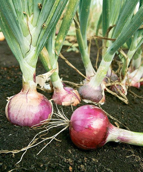 La población dominicana consume alrededor de 75,000 quintales de cebolla cada mes.