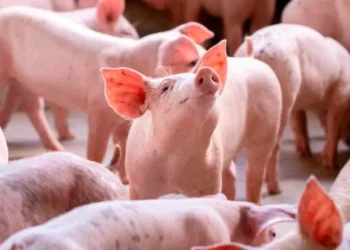 Abel Madera dice mayor parte de demanda dominicana de cerdo fresco y congelado proviene de Estados Unidos.