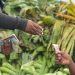 El Banco Central reporta que el grupo de "Alimentos y bebidas no alcohólicas" tuvo una gran incidencia en la inflación.
