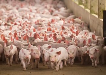 Granja de cerdos - Fuente externa.