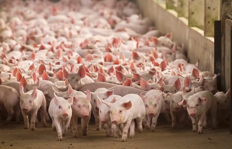 Granja de cerdos - Fuente externa.
