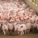 Granja de cerdos - Fuente externa.