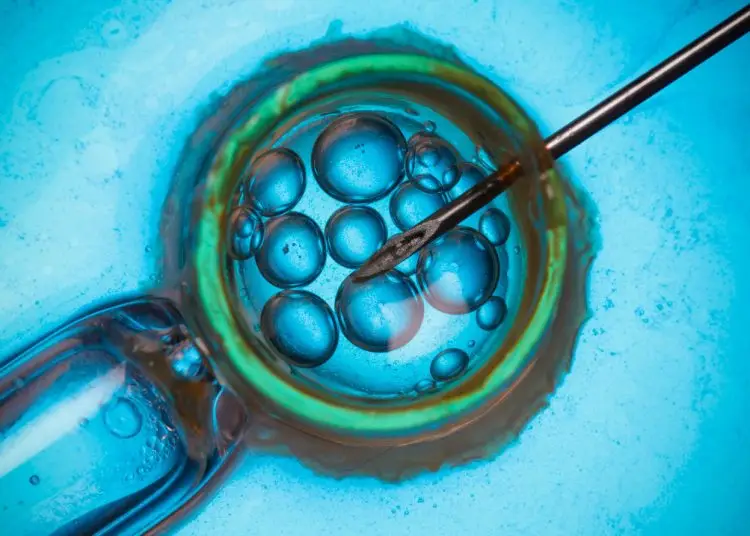 A lo largo de su vida, una mujer puede ovular entre 400 y 500 veces.