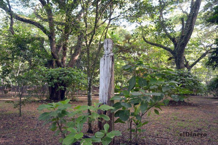 El Corredor Ecológico es una  iniciativa que aspira a constituirse como jardín botánico del Nordeste.