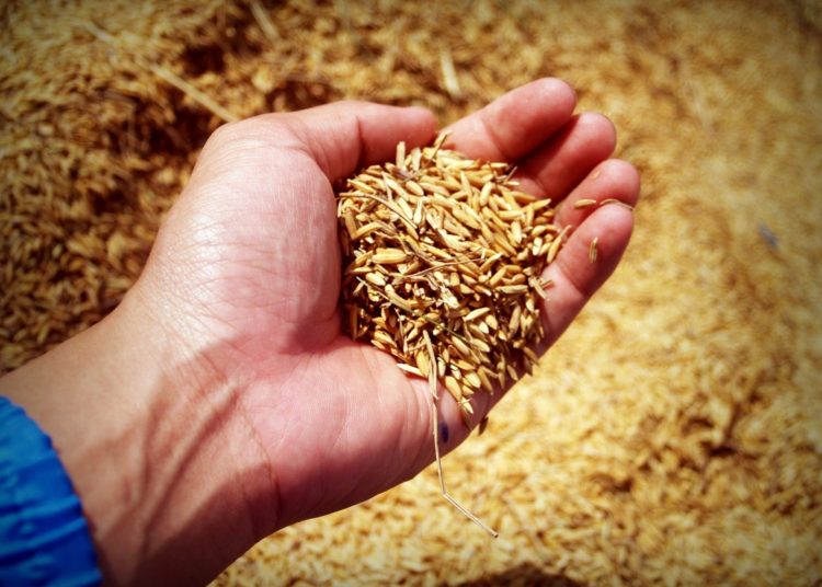 Según las previsiones, la cosecha de maíz llegará en Brasil a las 115.7 millones de toneladas, lo que supone un descenso del 12.3% con respecto al anterior ciclo.