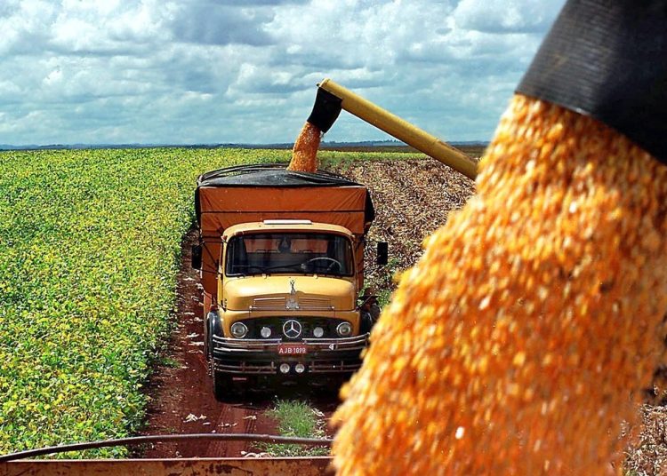 Para el cultivo de soja se espera una caída del 3.5% frente a 2023, mientras que para el maíz la baja será de 12.7%.