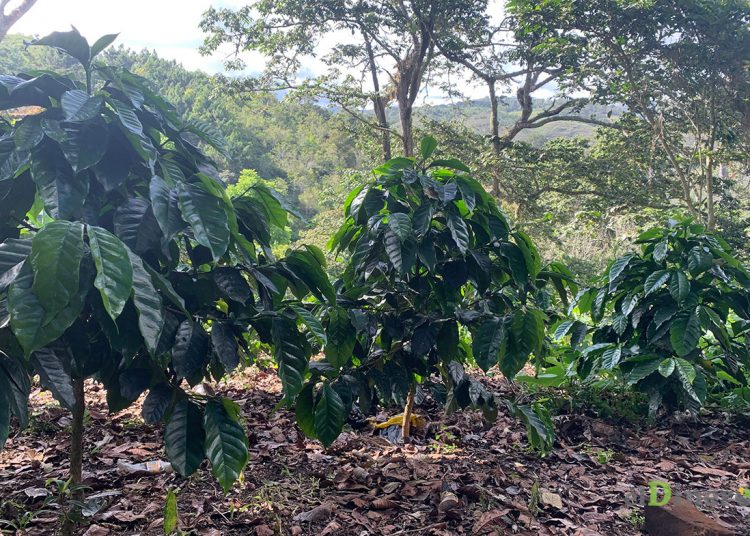 A pesar de ser una zona importante para la producción agrícola y el desarrollo del agroturismo, la comunidad aún no tiene acceso a la energía eléctrica.