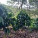 A pesar de ser una zona importante para la producción agrícola y el desarrollo del agroturismo, la comunidad aún no tiene acceso a la energía eléctrica.