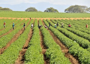 Productores necesitan nuevas plantas, machetes, hachas, motosierras y alambres de púas.