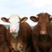 Vacas