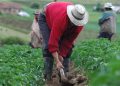 Informe de la SB establece Región Norte concentra el 47.9% de la cartera agropecuaria nacional.