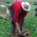 Informe de la SB establece Región Norte concentra el 47.9% de la cartera agropecuaria nacional.
