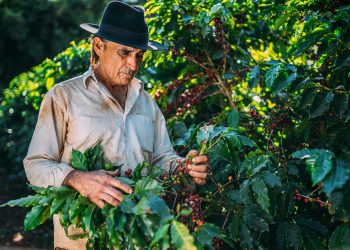 Al cierre de diciembre de 2024, la cartera de créditos agropecuarios alcanzó los RD$127,220 millones. Fuente / SB.