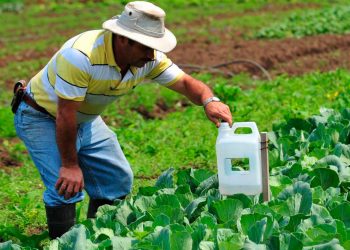 En 2024 la cartera agropecuaria del sector financiero, incluyendo Bagrícola, fue de RD$127,220 MM.