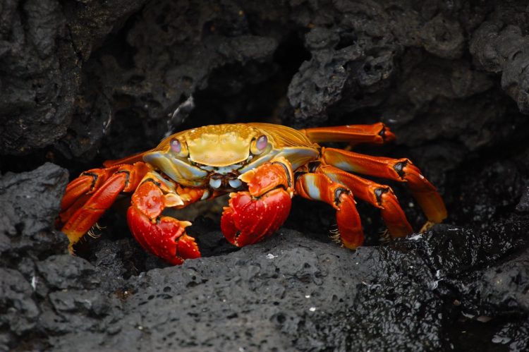 En la bahía de Sebastopol, en el norte del mar Negro, los crustáceos de especies no nativas mostraron más resistencia que los de las nativas frente a olas de calor marinas. - Fuente externa.