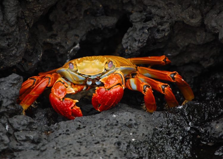 En la bahía de Sebastopol, en el norte del mar Negro, los crustáceos de especies no nativas mostraron más resistencia que los de las nativas frente a olas de calor marinas. - Fuente externa.