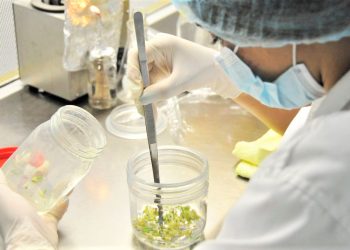 El ministro de Agricultura ha instruido para trabajar unas ocho variedades de semillas de ajo.