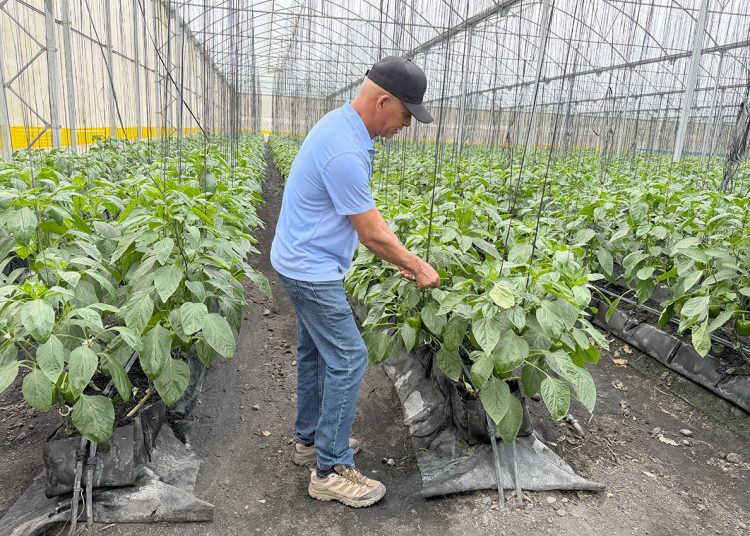 Octaviano Mejía Macea muestra el efecto que tiene en sus cultivos la plaga de trips.