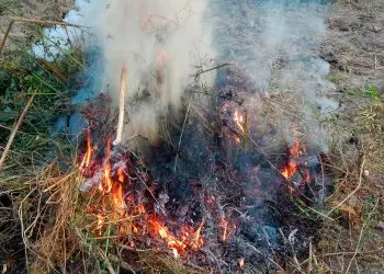 Las actividades ilícitas contra el medioambiente que producen un lucro están tipificadas en la legislación dominicana.
