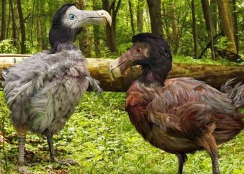 Dodo especie extinguida. | Fuente externa.