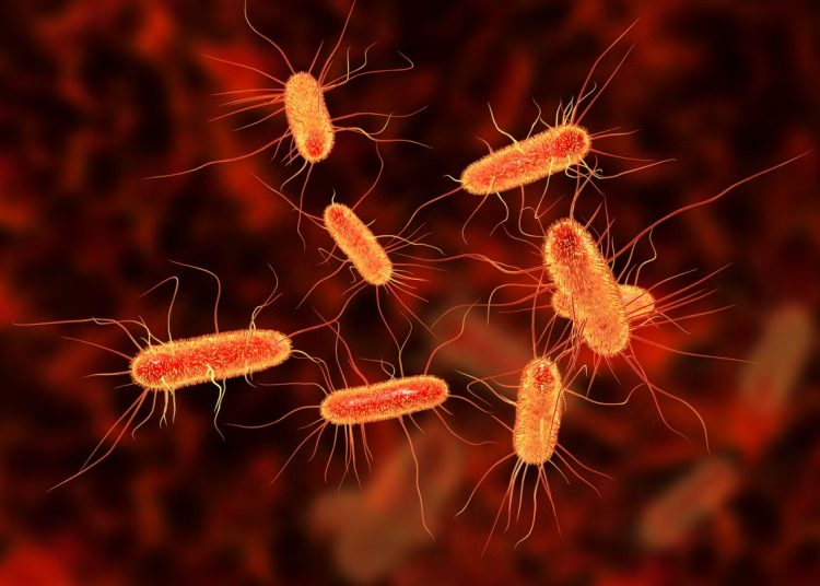 "E. coli" - Fuente externa.