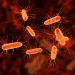 "E. coli" - Fuente externa.